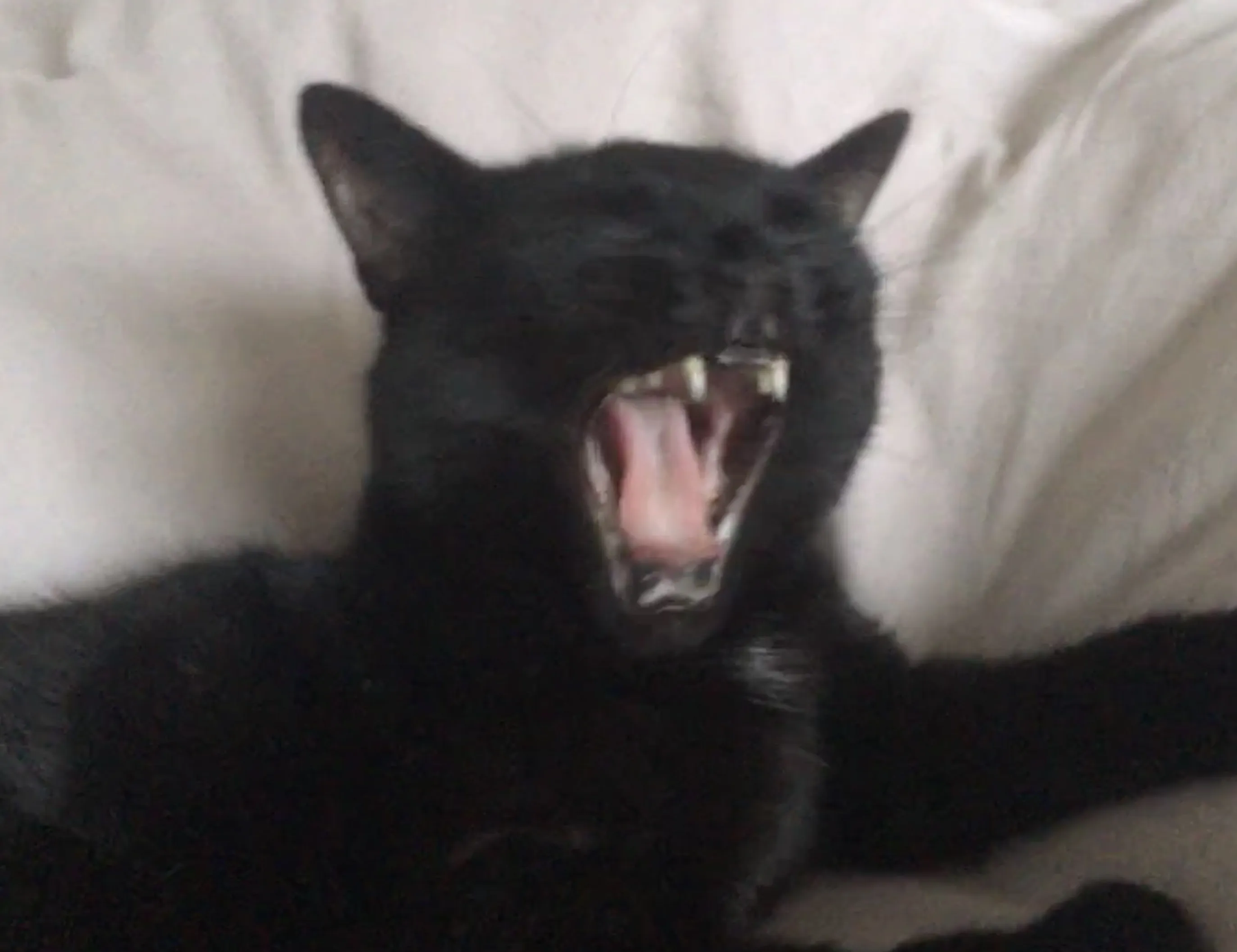 damit sie auch noch morgen kraftvoll zubeißen können